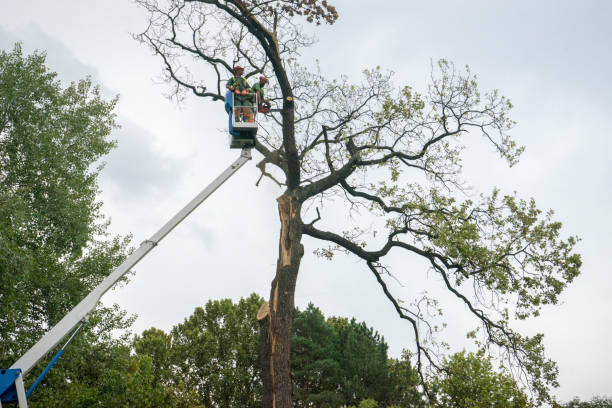 Best Commercial Tree Services  in Newberg, OR