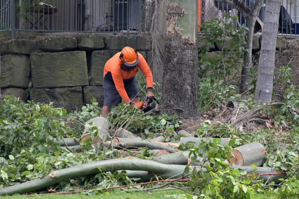 Best Tree Mulching Services  in Newberg, OR